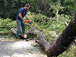 Best Root Management and Removal  in Douglass, KS