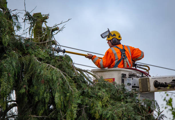 How Our Tree Care Process Works  in  Douglass, KS