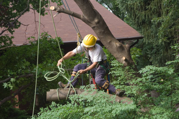 Trusted Douglass, KS Tree Services Experts